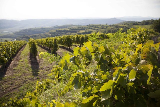 Granfondo Kask Soave MTB