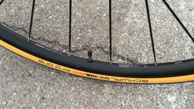 schwalbe