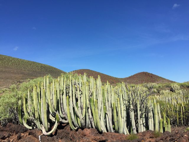 https://www.grancanaria.com/turismo/it/