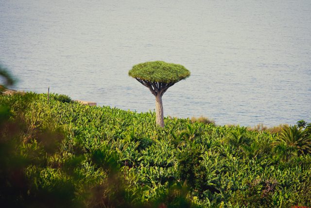 https://www.grancanaria.com/turismo/it/
