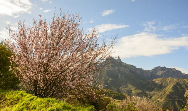 https://www.grancanaria.com/turismo/it/