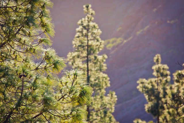 https://www.grancanaria.com/turismo/it/