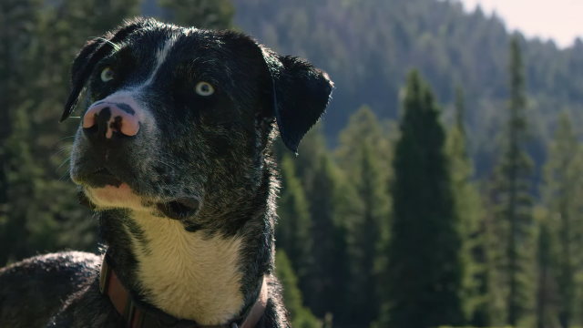 Luna The Trail Dog - ritratto