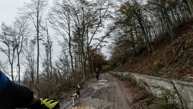 AVML - trail runner