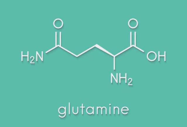 Glutammina: un valido aiuto contro la fatica e non solo