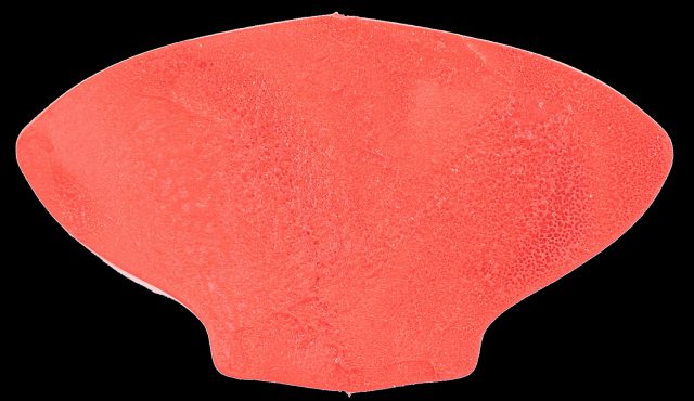 Technomousse Red Poison Evo - 05