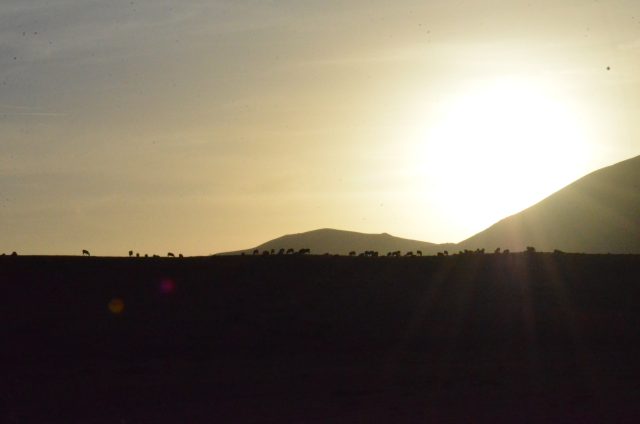 sibillini