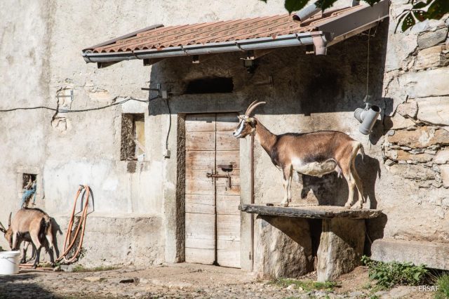Valle Intenvi e-bike - fauna